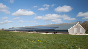 Poultry Site